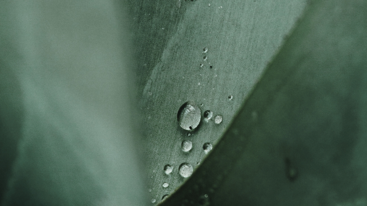 A drop on a leaf