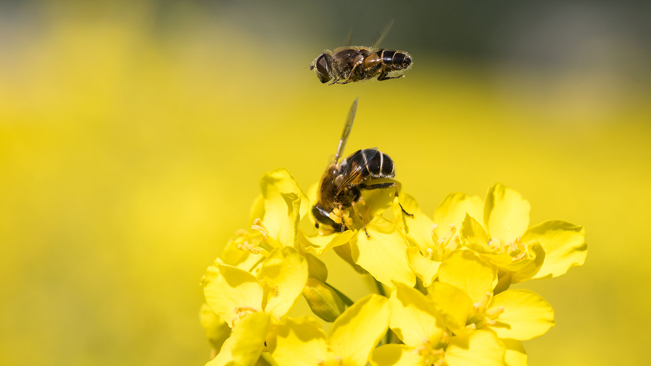 Biopohjaiset pinnoitteet