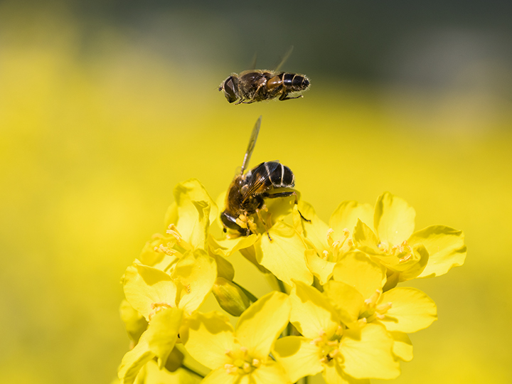 Coatings made from Swedish rapeseed oil