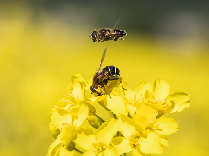Rapeseed field with bee