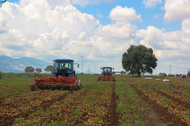 Tarlada patates hasat makinesindeki hasat bıçakları