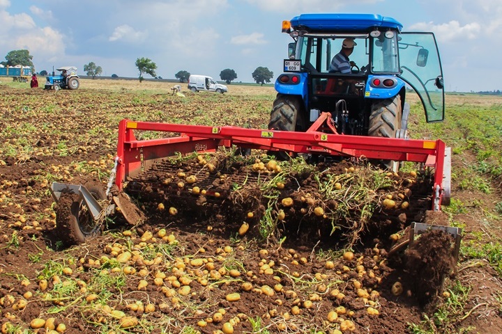 Bıçaklarında Hardox® aşınma çeliği bulunan dört sıralı bir patates hasat makinesi