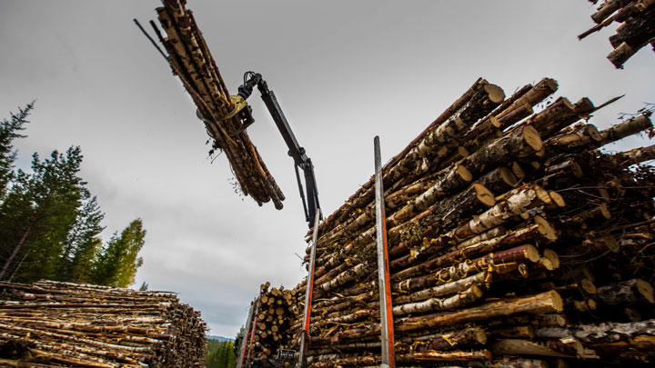 Industria forestal